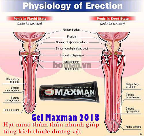 gel-maxman68