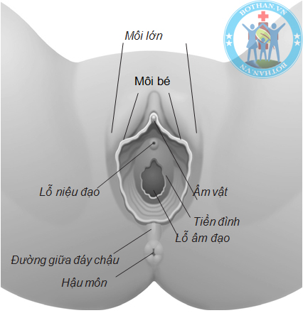 Hình ảnh âm vật âm đạo phụ nữ Hình ảnh âm vật âm đạo phụ nữ