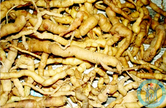 Thuốc nam chữa yếu sinh lý