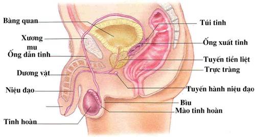 Bộ phận sinh dục nam