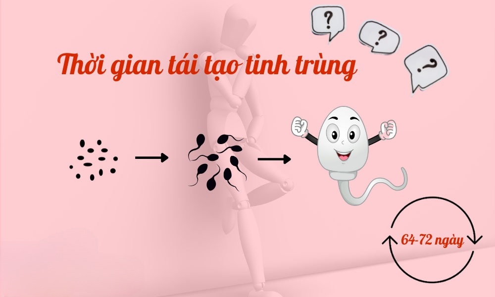 mất bao lâu để tinh trùng tái tạo