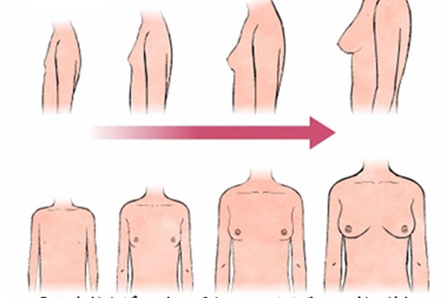 các giai đoạn phát triển của vòng 1