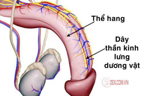 Phẫu thuật chữa xuất tinh sớm bằng cắt dây thần kinh lưng dương vật
